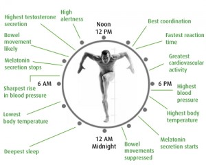 Circadian rhythm or body clock Circadian rhythm or body clock