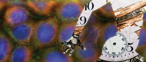 Can Chronotherapy Extend its Scope to Treat Cancer cells in the human body