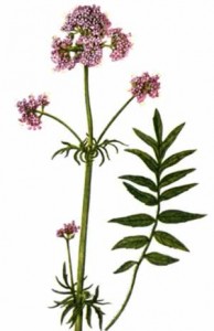 Is Valerian Root Safe valerian plant