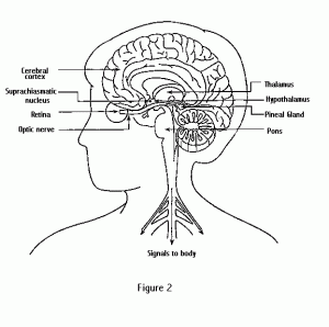 Mimic Sleepiness Is Shown By Adolescents Whereas Mimic Insomnia Is Related With Elderly Individuals