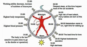 How Environmental Cues Affect Your Circadian Clock ... cycle of sleep sleep stages diagram 