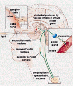 Is Your Circadian Clock Syncing Out Of Time?