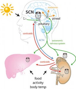 Is Your Circadian Clock Syncing Out Of Time?