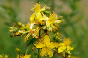 St.-Johns-Wort-as-a-Natural-Remedy-for-Narcolepsy-St.-Johns-Wort-Flower.jpg St.-Johns-Wort-as-a-Natural-Remedy-for-Narcolepsy-St.-Johns-Wort-Flower.jpg