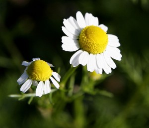 Chamomile as a Natural Remedy for Sleep Apnea.jpg