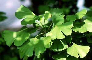 Ginkgo Biloba Natural Remedy for Sleep Disorders.jpg