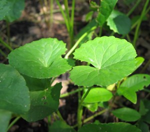 Gotu Kola as a Natural Remedy for Narcolepsy.jpg