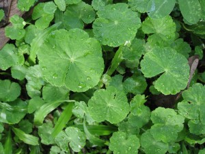 Health Benefits of Gotu Kola.jpg