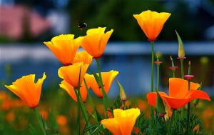 How to Grow California Poppy.jpg