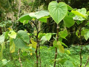 Kava Kava as a Natural Treatment for Insomnia.jpg