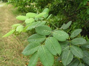 Jamaica Dogwood for Sleep Apnea.jpg