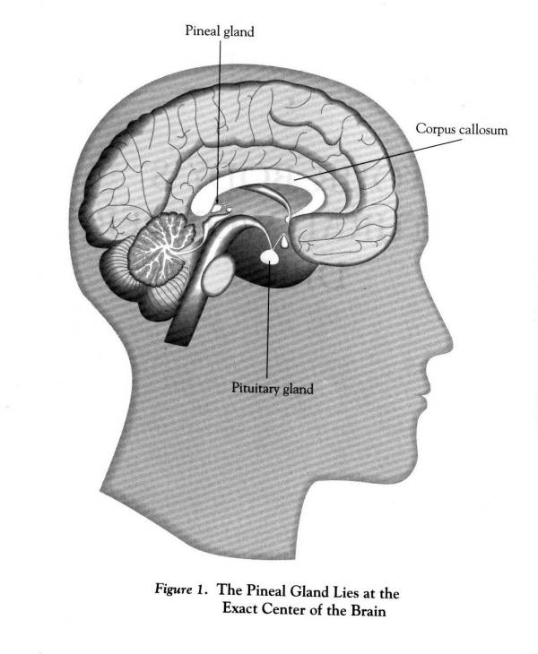 Pineal Gland Structure And Function chic Pineal Gland - Structure And Function