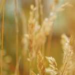 Having trouble sleeping because of cough?