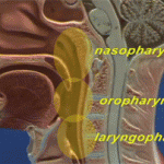 What’s a pharynx? And what is the connection with sleep apnea?