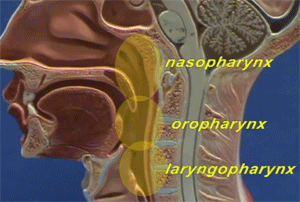 What’s a pharynx? And what is the connection with sleep apnea?