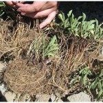 Valerian Root for Sleep | Sleep Relief