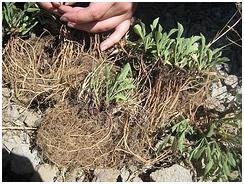 Valerian Root for Sleep Image 1