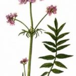 Is Valerian Root Safe? 