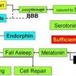 Melatonin Not Only Causes Sleep But Prolongs Your Life Too