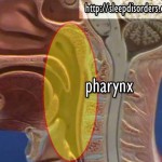Nasopharynx, Oropharynx, Laryngopharynx Effects On Snoring And Sleep Apnea