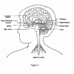 Mimic Sleepiness Is Shown By Adolescents Whereas Mimic Insomnia Is Related With Elderly Individuals