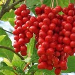 Schizandra Berries To Effectively Treat Insomnia 