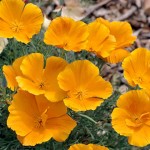 California Poppy as A Natural Remedy for Insomnia