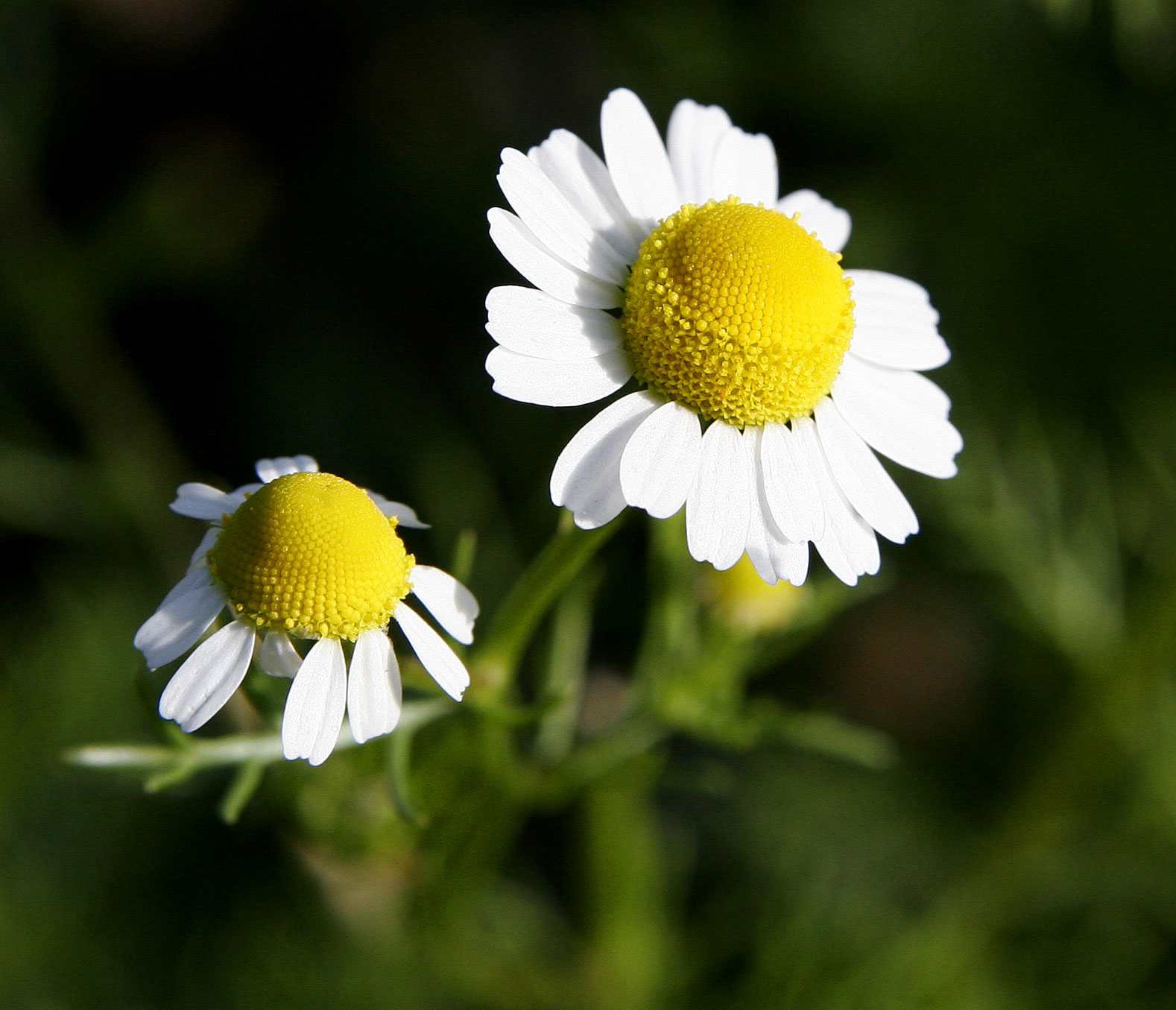 Chamomile Has Natural Anti-Inflammatory Properties Beneficial for Sleep Apnea