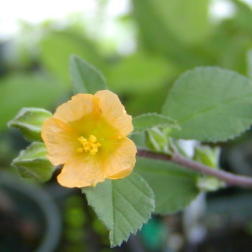 Country Mallow Flower