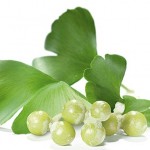 Gingko Biloba as a Natural Remedy for Narcolepsy