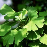 Ginkgo Biloba Natural Remedy for Sleep Disorders
