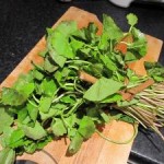 Gotu Kola Side Effects