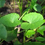 Gotu Kola as a Natural Remedy for Narcolepsy