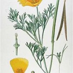 Health Benefits of California Poppy