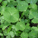 Health Benefits of Gotu Kola