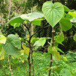 Kava Kava as a Natural Treatment for Insomnia