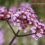 Verbena Pure Essential Oil Can Help With Sleep Apnea