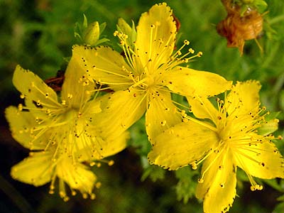 St. John’s Wort as a Natural Remedy for Sleep Disorders