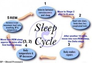 5 Stages of the Natural Sleep Cycle