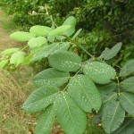 Jamaica Dogwood for Sleep Apnea