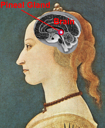 Pineal Gland Structure And Function