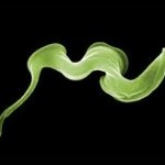 Sleeping Sickness or African Sleeping Sickness Overview